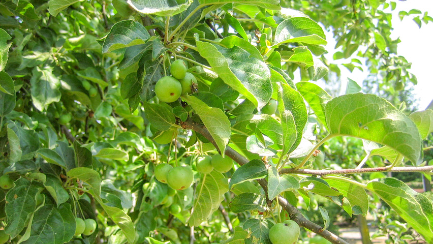 Malus 'Butterball' liście