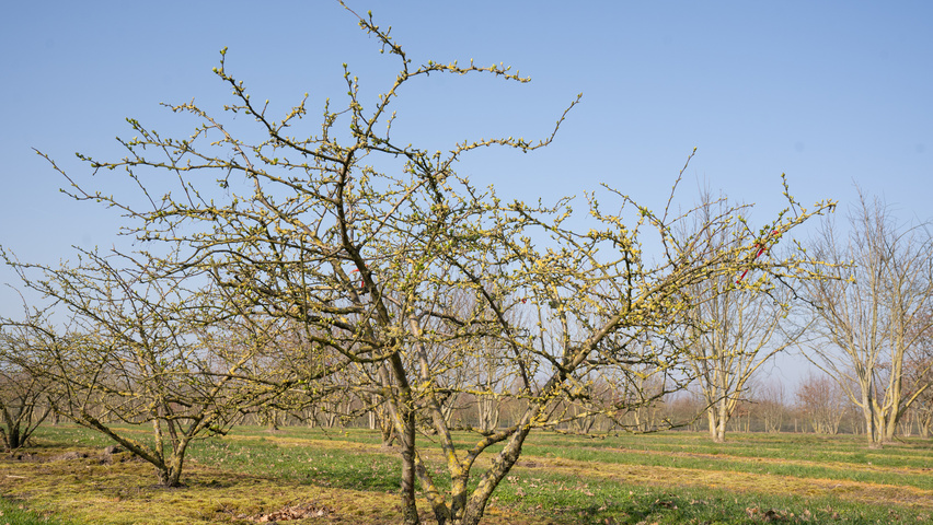 Malus 'Butterball' wielopniowy