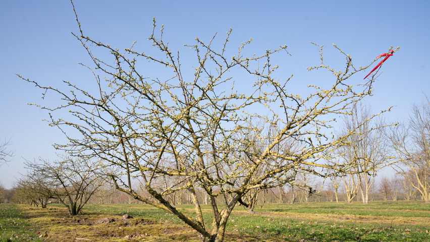 Malus 'Butterball' wielopniowy