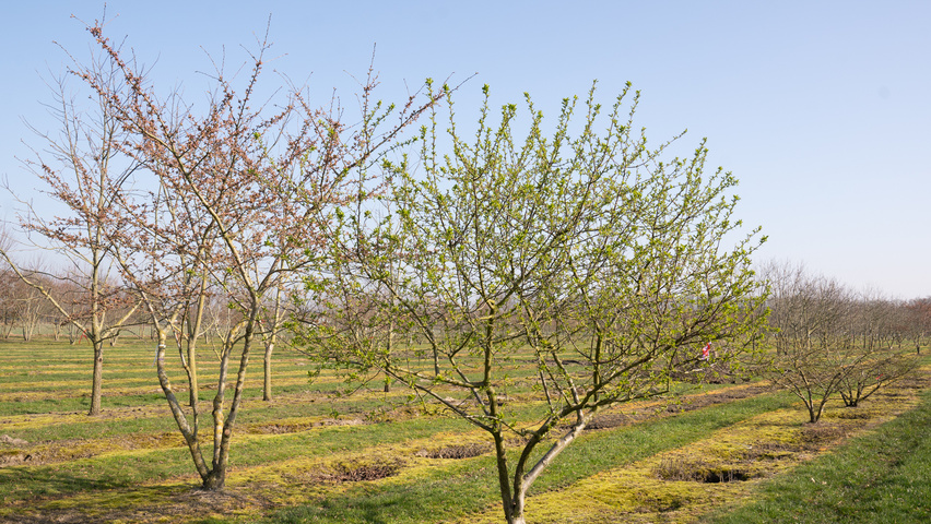 Malus 'Butterball' wielopniowy