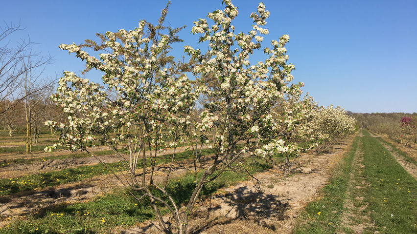 Malus 'Butterball' wielopniowy