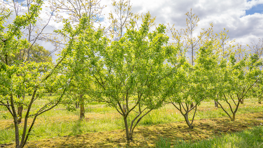 Malus 'Butterball' wielopniowy
