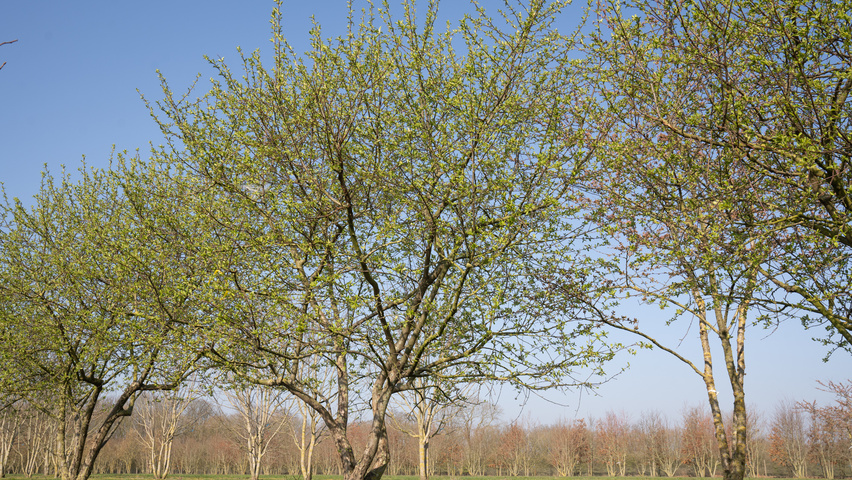 Malus 'Butterball' wielopniowy