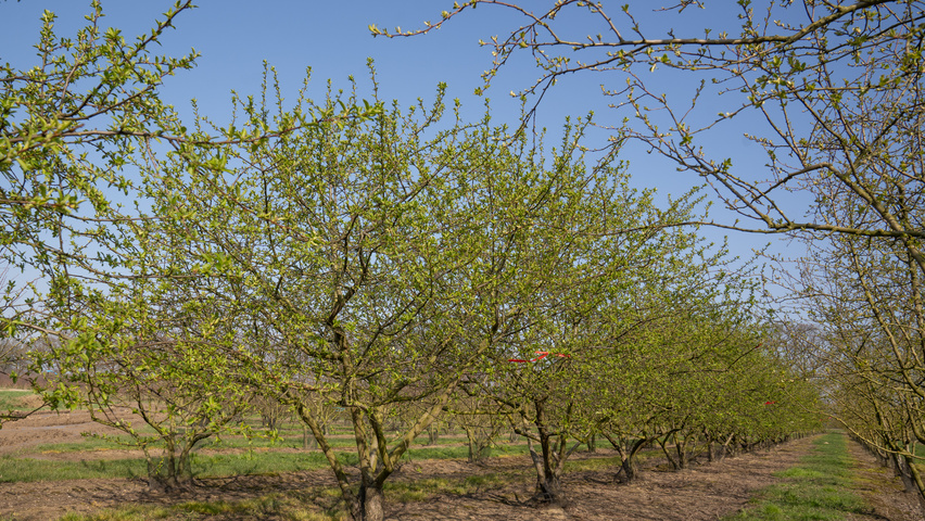 Malus 'Butterball' wielopniowy