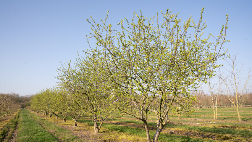 Malus 'Butterball' wielopniowy
