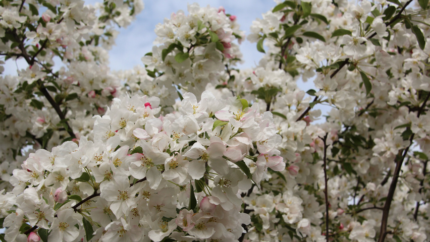 Malus 'David' flowers