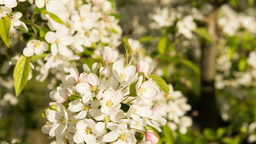 Malus 'David' flowers