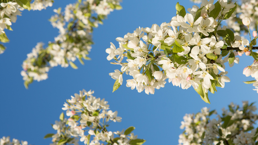 Malus 'David' flowers