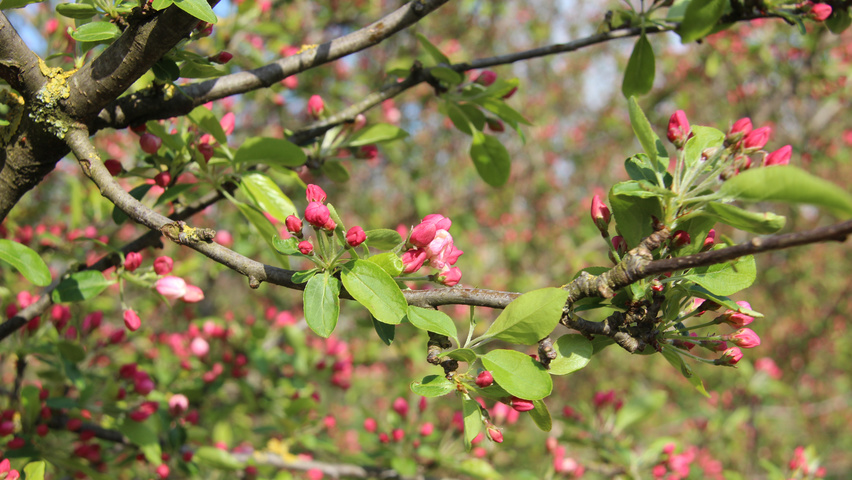 Malus 'David' flowers
