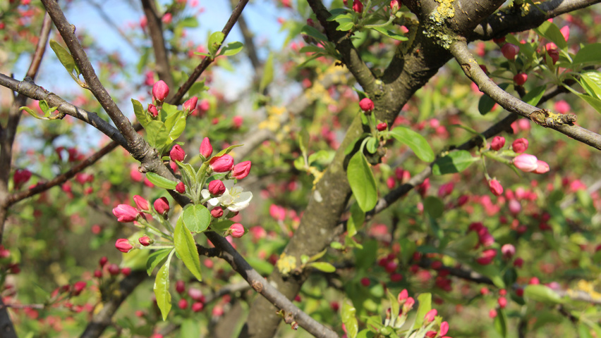 Malus 'David' flowers