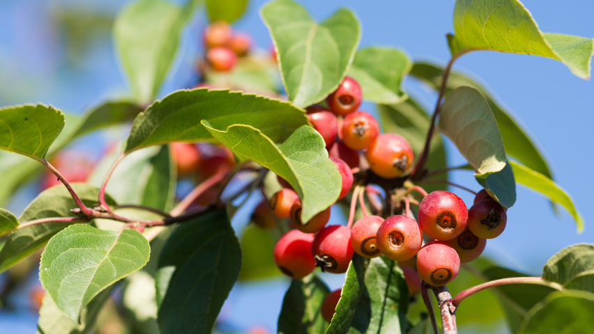 Malus 'David' fruits