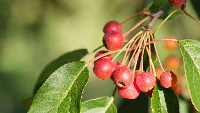 Malus 'David' fruits