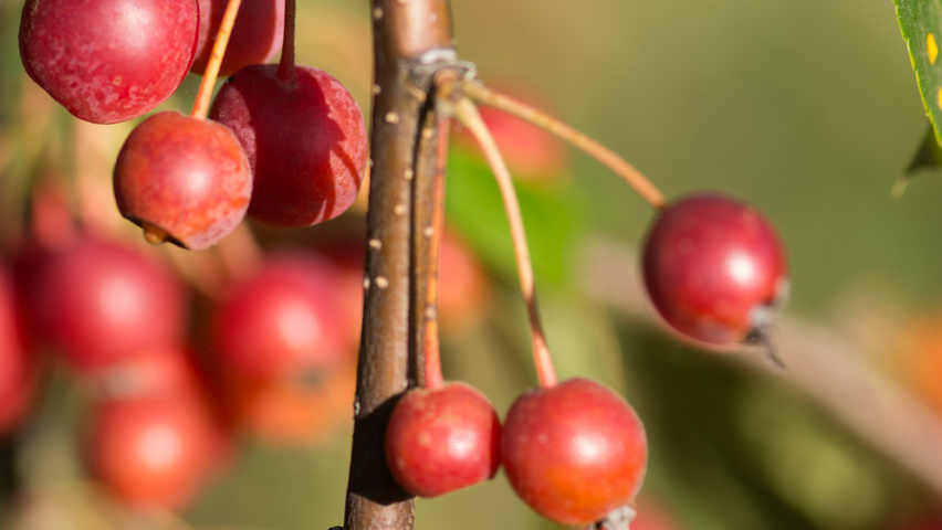 Malus 'David' fruits
