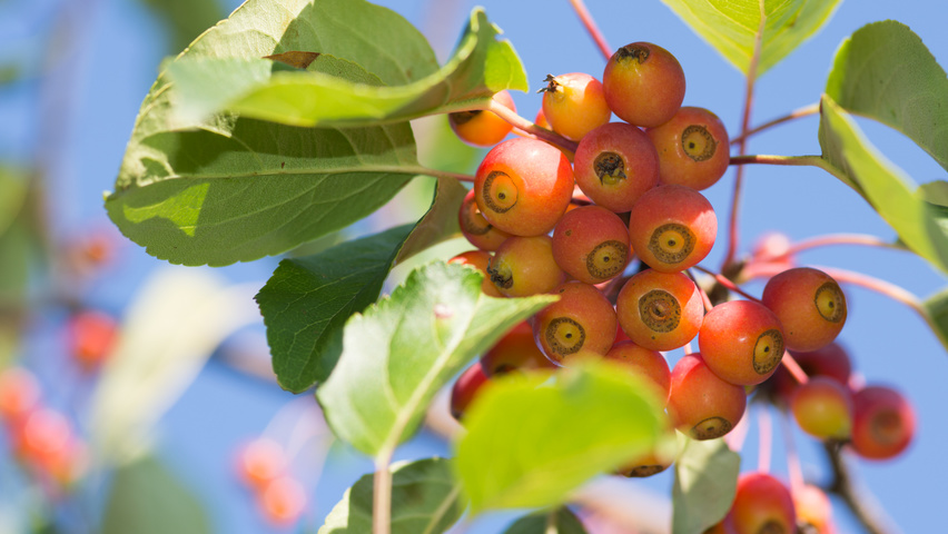 Malus 'David' fruits