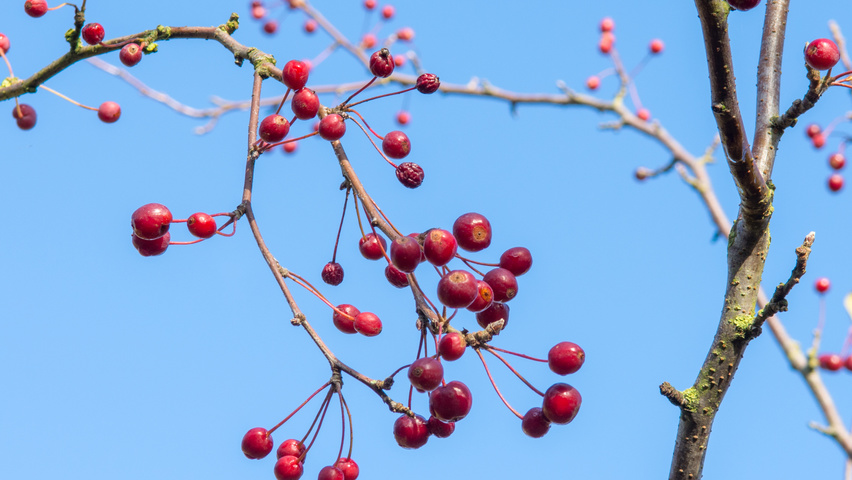 Malus 'David' fruits