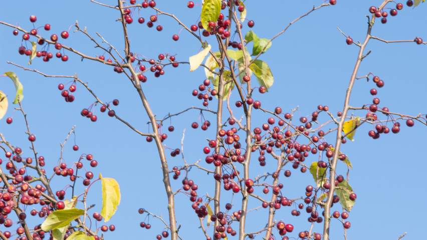 Malus 'David' fruits