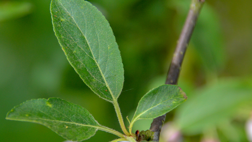 Malus 'David' leaves