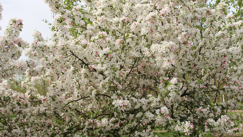 Malus 'David' multi-stem