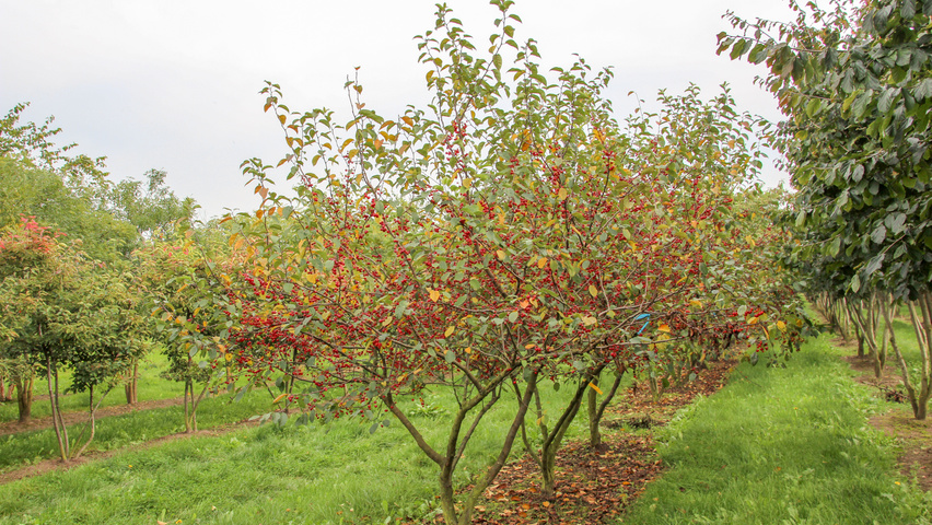 Malus 'David' multi-stem