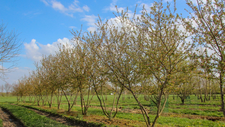 Malus 'David' multi-stem