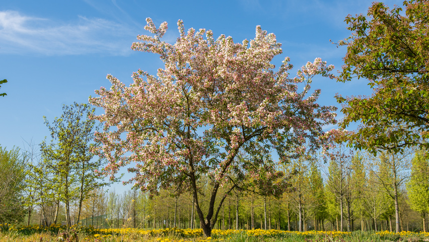 Malus 'David' multi-stem