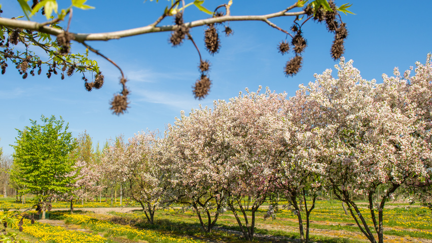 Malus 'David' multi-stem