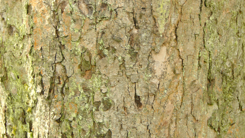 Malus domestica tronc