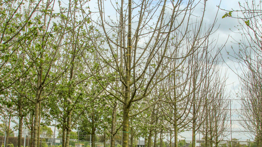 Malus domestica 'Brabant Bellefleur' Деревья с высоким стволом (стандарт)