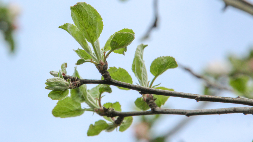 Malus domestica 'Brabant Bellefleur' листья