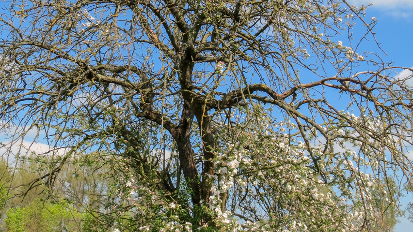 Malus domestica caractéristiques