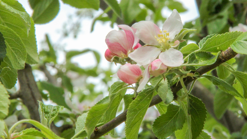 Malus domestica 'Cox's Orange Pippin' bloem