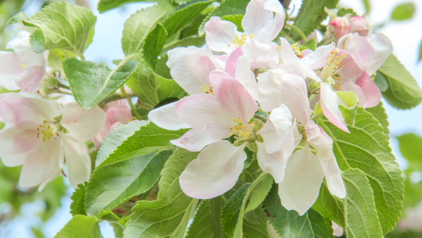 Malus domestica 'Cox's Orange Pippin' bloem