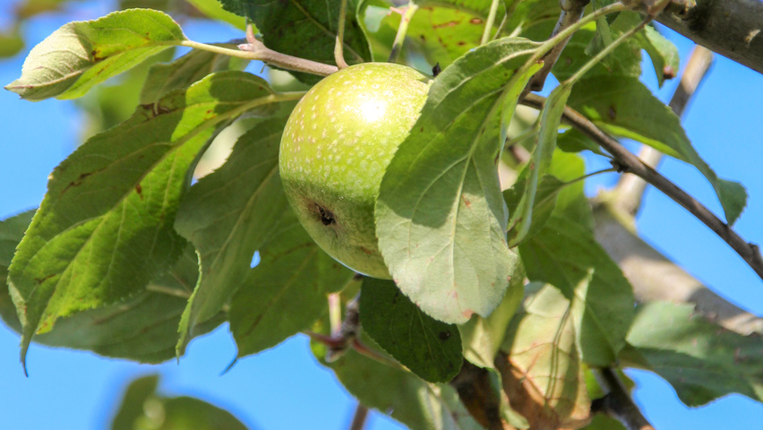 Malus domestica 'Cox's Orange Pippin' vrucht