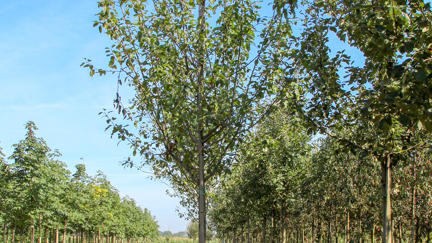 Malus domestica 'Cox's Orange Pippin' hoogstam