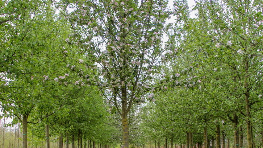 Malus domestica 'Cox's Orange Pippin' hoogstam
