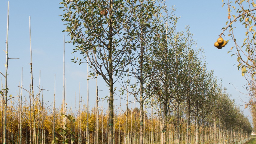 Malus domestica 'Cox's Orange Pippin' hoogstam