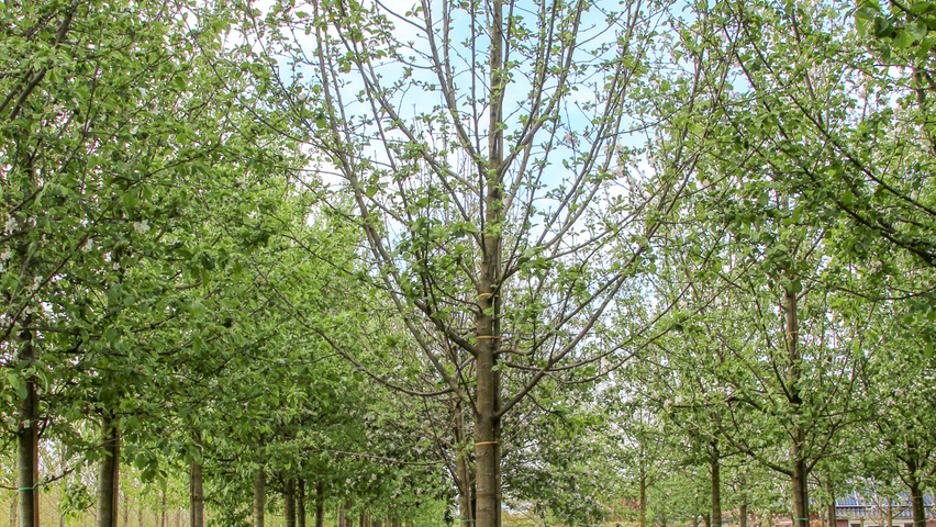 Malus domestica 'Dubbele Rode Bellefleur' Деревья с высоким стволом (стандарт)