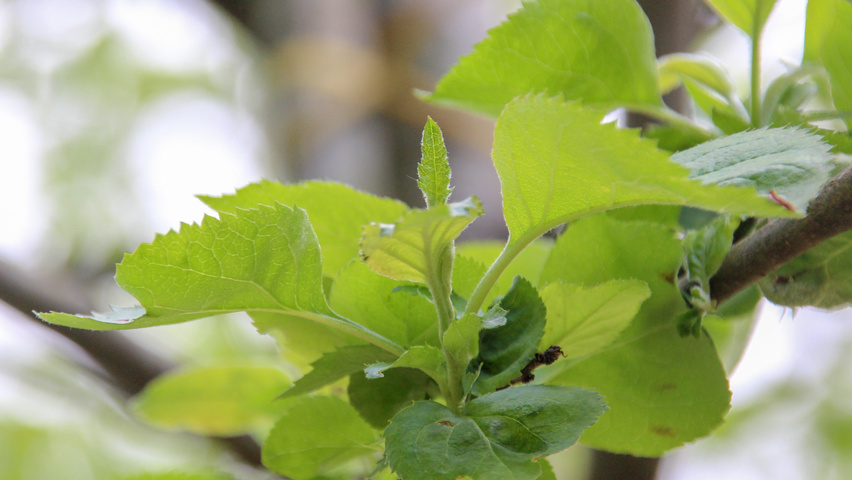 Malus domestica 'Dubbele Rode Bellefleur' листья
