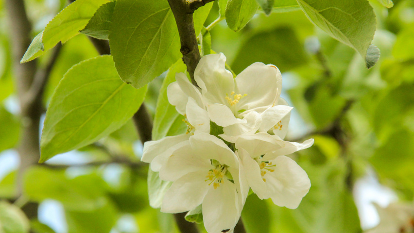 Malus domestica 'Elstar' fleurs