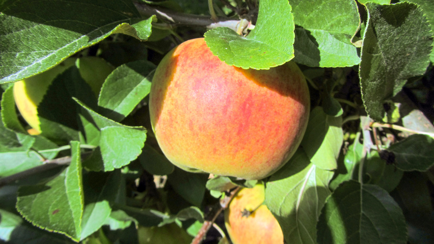 Malus domestica 'Elstar' fruits