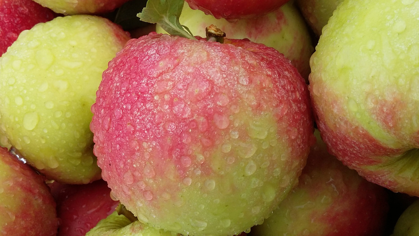 Malus domestica 'Elstar' fruits