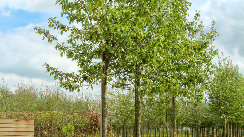Malus domestica 'Elstar' haute tige