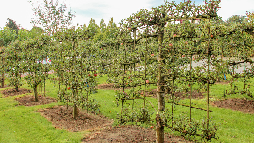 Malus domestica espalier