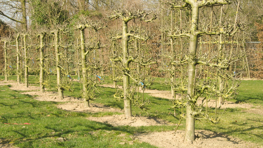 Malus domestica espalier