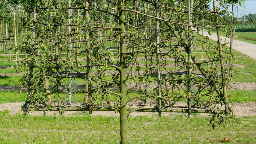 Malus domestica espalier