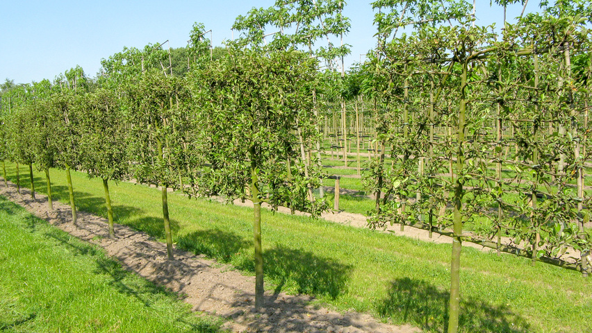 Malus domestica espalier
