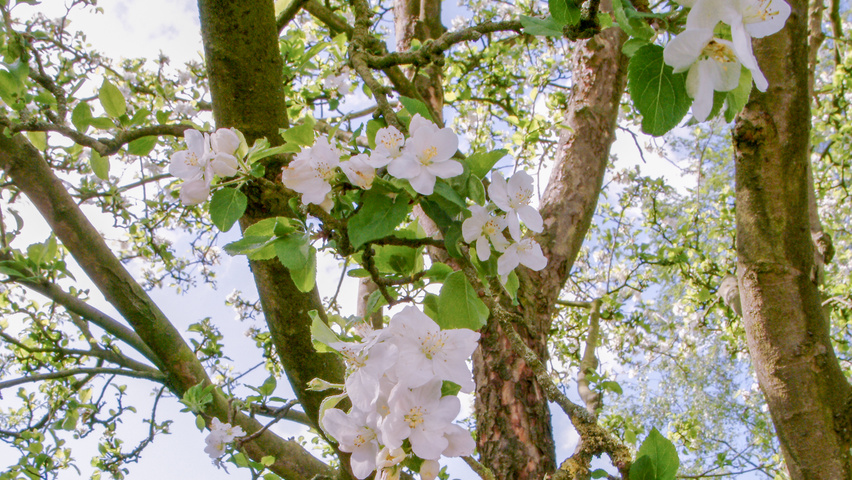Malus domestica fleurs