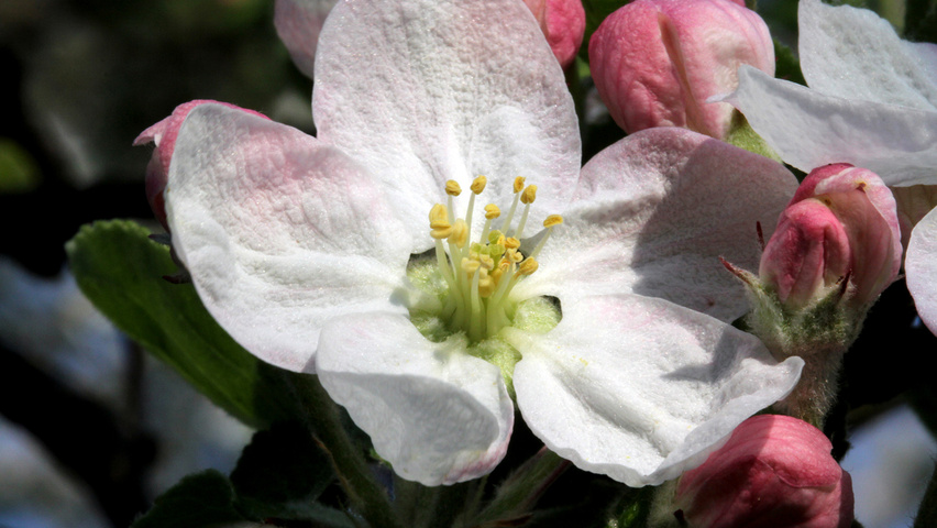 Malus domestica fleurs