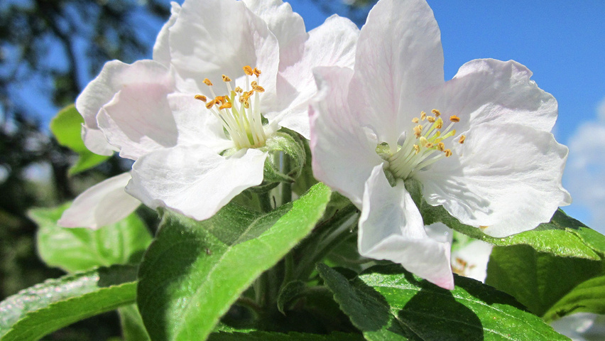 Malus domestica fleurs
