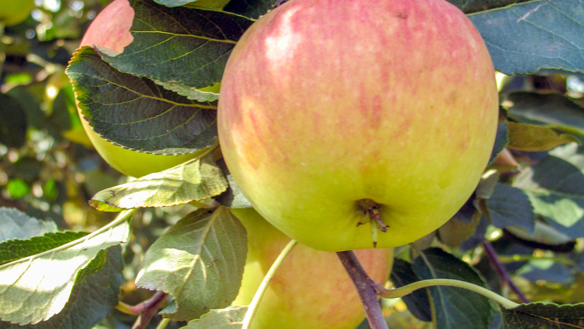 Malus domestica fruits